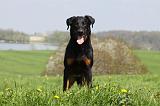 BEAUCERON 595